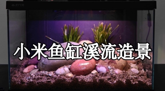 鱼缸造景无人数字人直播景观营造思路-如何利用数字人技术打造吸引人的鱼缸直播场景 ...