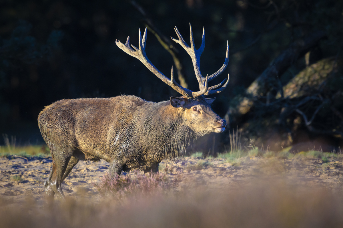 如何获取云海鹿？多种方式供你选择